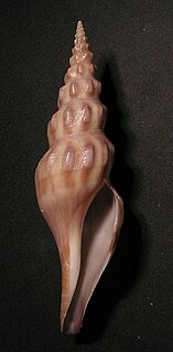 <i>Comitas peelae</i> Species of gastropod