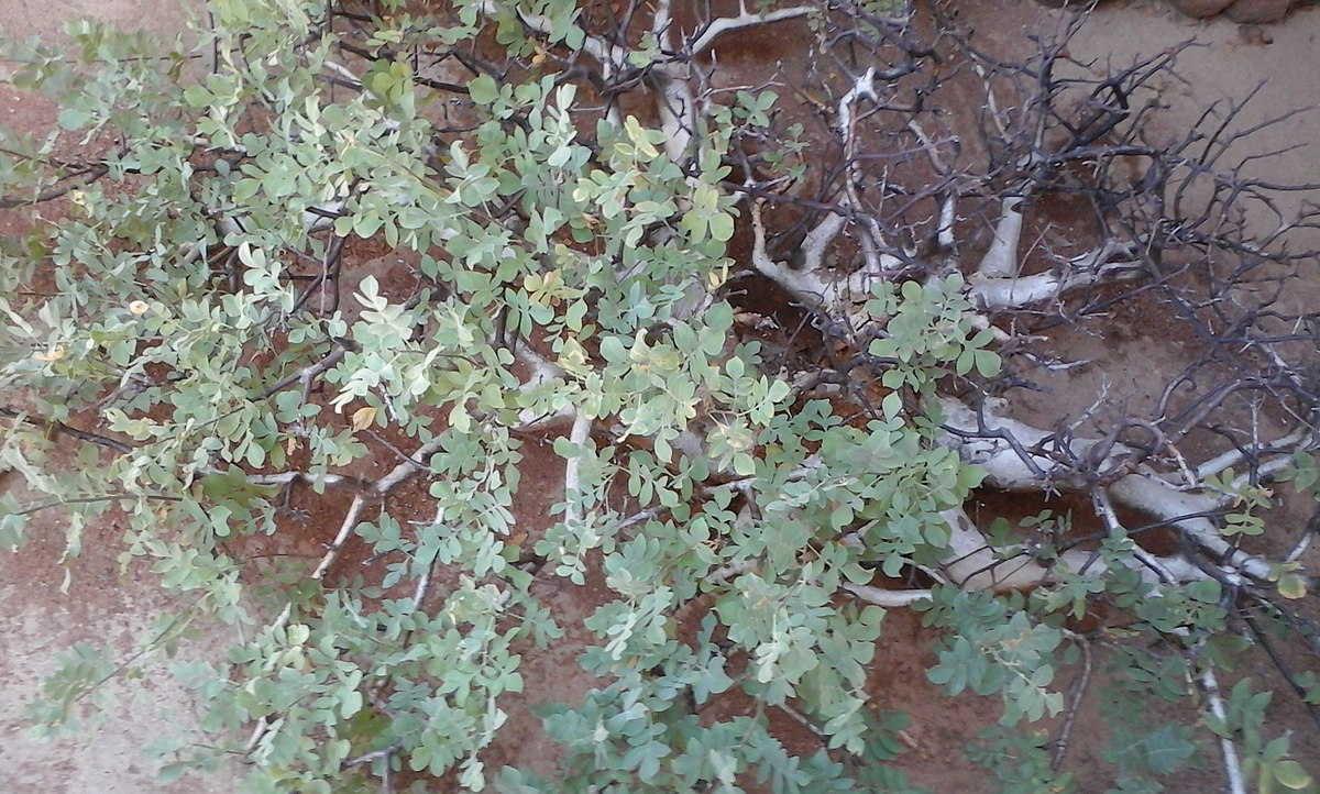 Commiphora Myrrha