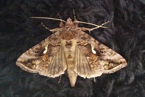 Common Looper Moth (Autographa precationis)