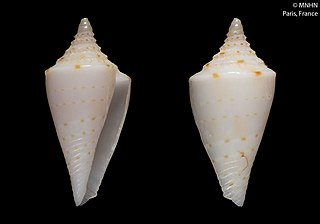 <i>Conasprella tiki</i> Species of gastropod