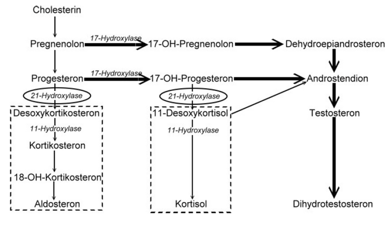 File:Congenital adrenal hyperplasia enzymes.png