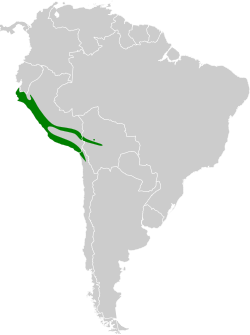 Distribución geográfica del conirrostro cinéreo (excluyendo C. c. fraseri).