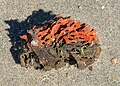 * Nomination Coral on the Plum Island beach, Sandy Hook --Rhododendrites 16:20, 29 May 2021 (UTC) * Promotion Good quality --Michielverbeek 19:17, 29 May 2021 (UTC)