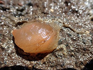 <i>Corella eumyota</i> Species of sea squirt