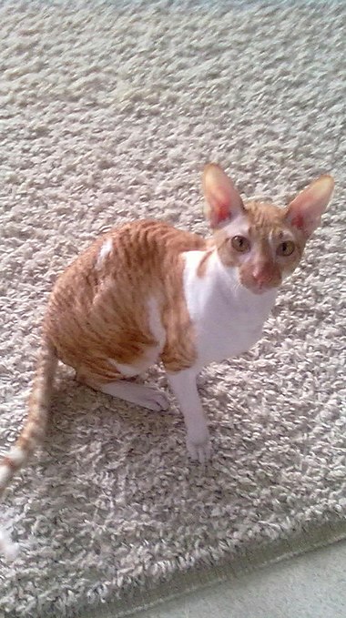 Cornish rex - Wikiwand