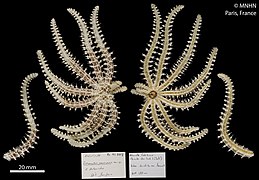 Coronaster pauciporis (holotype, MNHN).