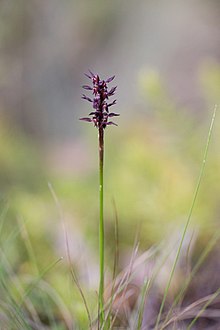 Corunastylis arrecta.jpg