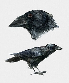 Beskrivelse af billedet Corvus palmarum.jpg.