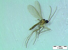 Corynoptera sphenoptera