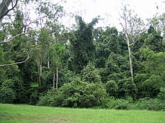 Rainforest at the picnic area on Stockyard Creek