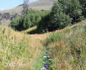 The same stream bank lined with higher grasses that obscure most of the water, with a thicker aspen grove behind
