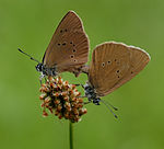 Dark blue ant bluebird