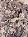 Cow dung in Bolgatanga