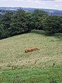 Cows in a line - geograph.org.uk - 517139.jpg