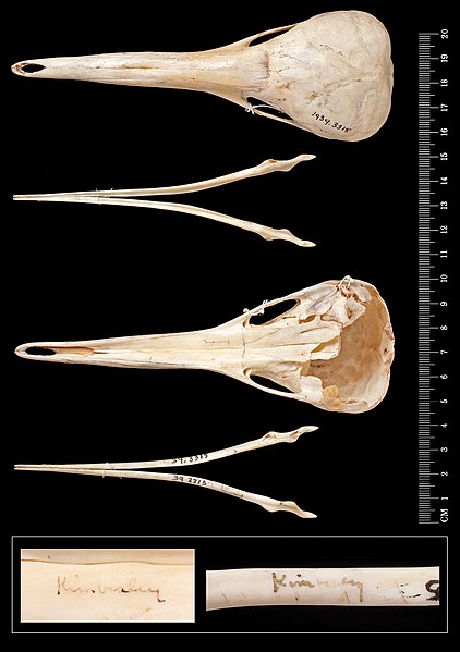 File:Cranium and dentaries of the Kimberley Zaglossus brujnii (BMNH 1939.3315) - ZooKeys-255-103-g005.jpeg
