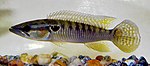 Crenicichla punctata.jpg