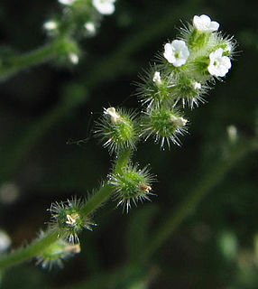 <i>Cryptantha micromeres</i> Species of flowering plant