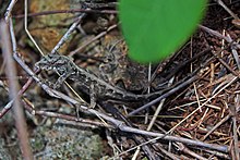 Cubansk mørk bark Anole (Anolis argillaceus) (8596820559) .jpg