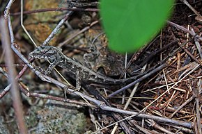 Kuvaus Kuuban tumman kuoren anolikuvasta (Anolis argillaceus) (8596820559) .jpg