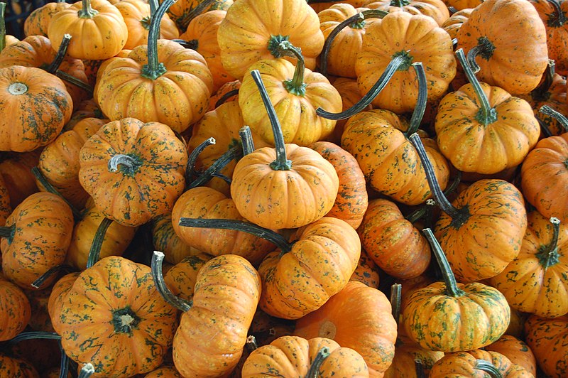 File:Cucurbita pepo small edible orange spotted mini baby pumpkins.jpg