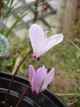 Cyclamen cilicium.jpg