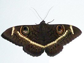 Cyligramma latona