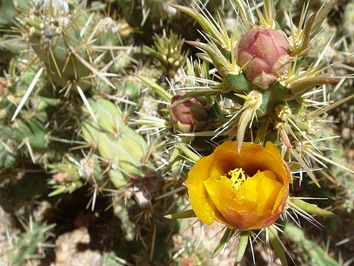 Desert Botanical Garden - Phoenix - Virtual Tour