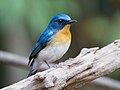Tickell's Blue Flycatcher (Cyornis tickelliae), Song Phi Nong, Kaeng Krachan, Phetchaburi, Thailand