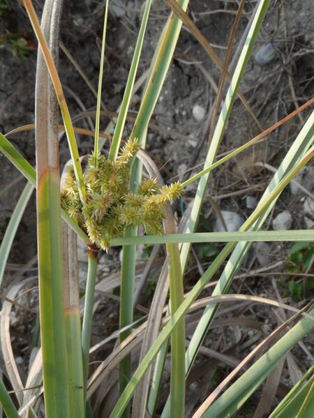 File:Cyperus ligularis.jpg