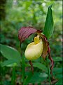 Cypripedium kentuckiense