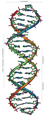 DNAの分子モデル