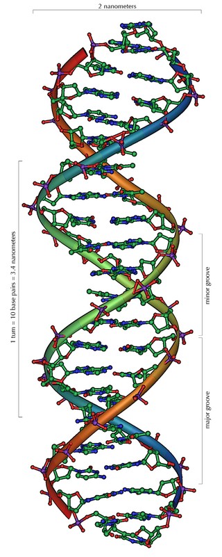 מודל מולקולרי של סליל ה-DNA הכפול