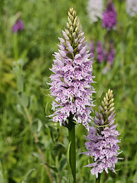 Dactylorhiza fuchsii (flower spikes).jpg