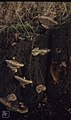 Daedalia quercina on oak stump - felled, Draethen Quarry, February (31021975965).jpg