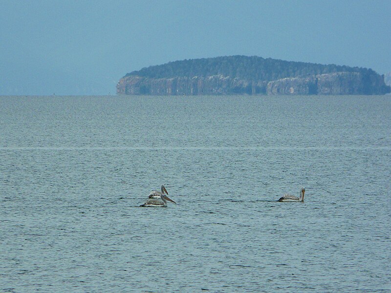 File:Dalmatian pelican in Prespa Lake.jpg