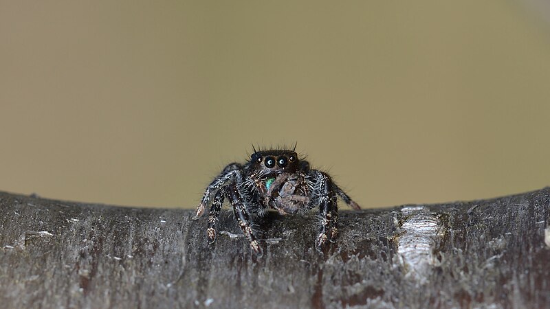 File:Daring Jumping Spider (Phidippus audax) - Guelph, Ontario 05.jpg