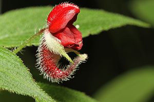 Impatiens