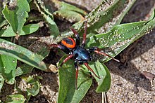 Decorated burrowing spider (Psammorygma aculeatum).jpg