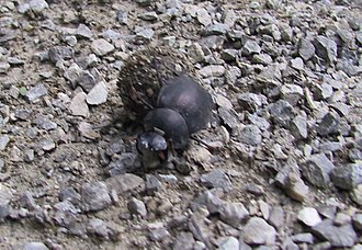 Humpback dung beetle, Deltochilum gibbosum Deltochilum gibbosum IMG 9241a.jpg