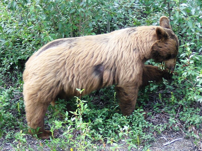 File:Denali - panoramio - Stefan Aßmann (9).jpg