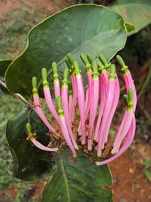 Dendrophthoe falcata 11.JPG