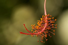 Detail dari Hibiscus schizopetalus di Fata Morgana di musim dingin 2012 (1).JPG