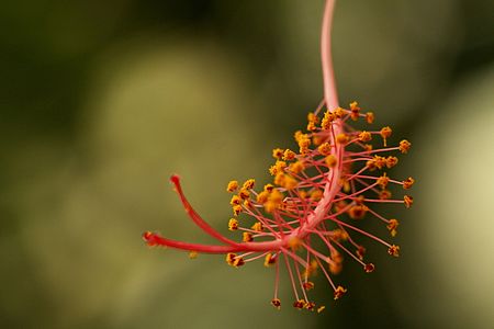 Detail of Hibiscus schizopetalus in Fata Morgana in winter 2012 (1).JPG