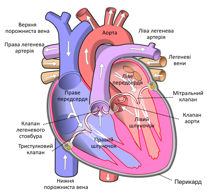 File:Diagram of the human heart uk.svg - Wikimedia Commons