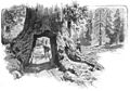 Die Gartenlaube (1895)_b_228_1.jpg „Die Hütte des Pioniers“