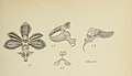 Cleisostoma javanicum (as syn. Sarcanthus javanicus) figure 447 in: Johannes Jacobus Smith: Die Orchideen von Java Figuren-Atlas - 6. Heft Leiden (1914) (Detail)