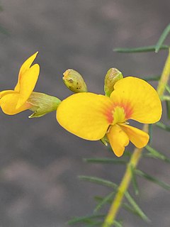 <i>Dillwynia retorta</i> Species of legume