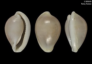 <i>Diminovula caledonica</i> Species of gastropod