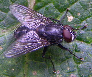 <i>Muscina levida</i> Species of fly
