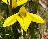 Diuris lanceolata